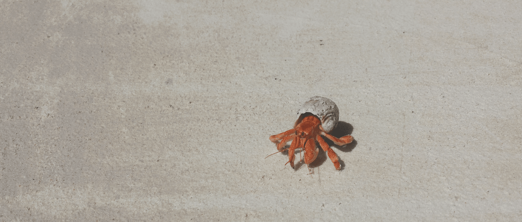 Single red hermit crab in white shell on sandy beach